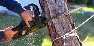 Best Storm Damage Tree Cleanup  in La Riviera, CA