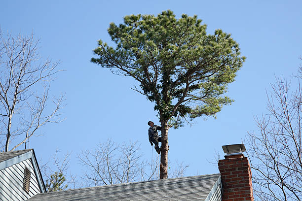 Best Commercial Tree Services  in La Riviera, CA